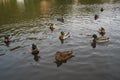 Bassin de la Muette - Elancourt Ã¢â¬â France - Ducks which swim in a lake close to a forest. The nature is beautiful. Royalty Free Stock Photo